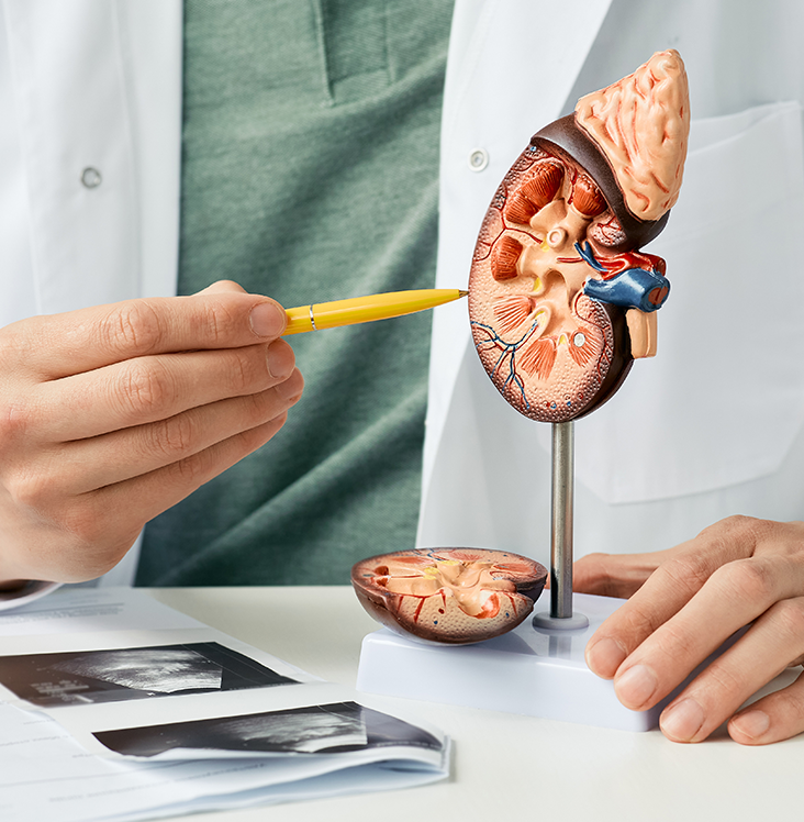 esp_urologia